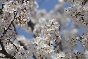 Antitrust-Spring-Meeting-2025-300x200